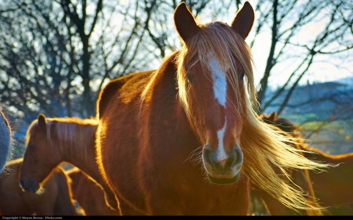 horses