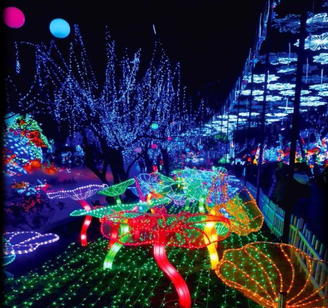 This Festival In Florida With Millions Of Colorful Lights Is Out Of This World