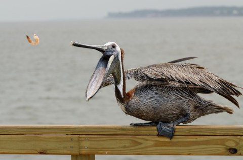 16 Photos of Wildlife in Georgia That'll Drop Your Jaw