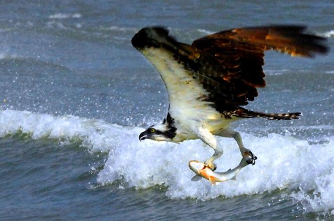 15 Even Better Photos Of Wildlife In Florida That Will Drop Your Jaw