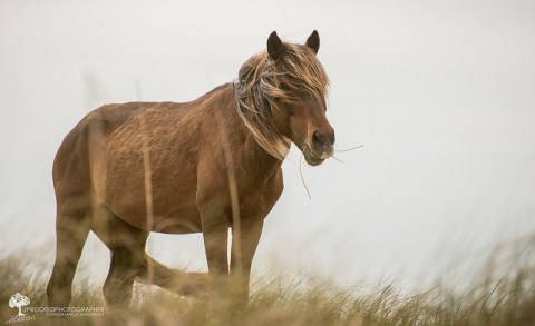 12 More Photos of North Carolina Wildlife That Will Drop Your Jaw