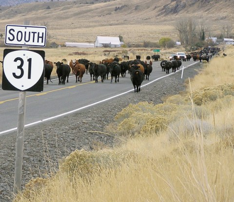 These 11 Road Trips In Oregon Will Lead You To Places You'll Never Forget