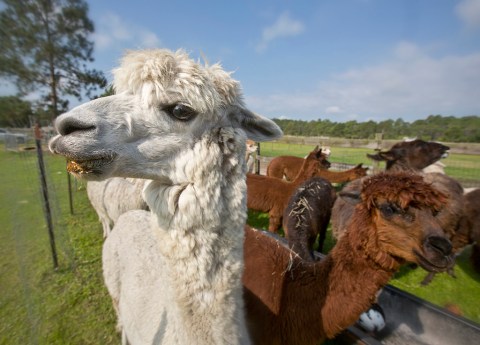 These 14 Charming Farms In Florida Will Make You Love The Country