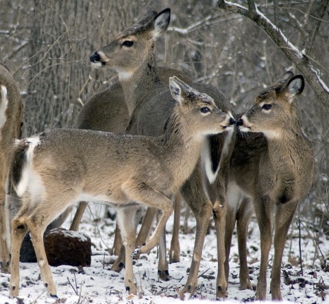 15 Photos Of Wildlife In Indiana That Will Drop Your Jaw