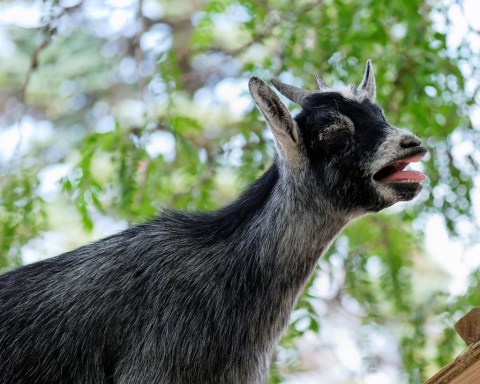 30 MORE Photos Of Wildlife In Nebraska That Will Drop Your Jaw