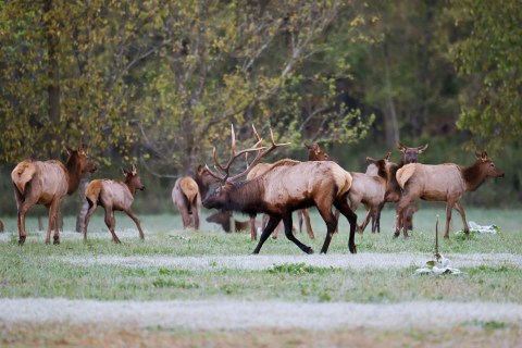 11 More Arkansas Wildlife Photos That Will Drop Your Jaw