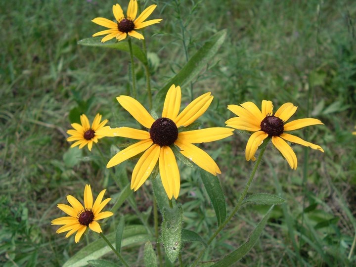 beautiful gardens in Wisconsin