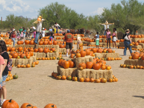 Don’t Miss These 10 Great Pumpkin Patches In Arizona This Fall