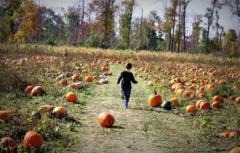 Don’t Miss These 11 Great Pumpkin Patches In New Jersey This Fall