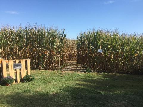 8 Awesome Corn Mazes In Ohio You Have To Do This Fall