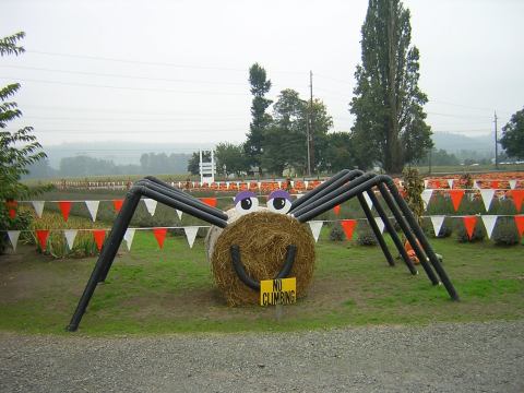 Don't Miss These 9 Great Pumpkin Patches In Washington This Fall