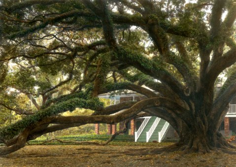 7 Incredible And Natural Wonders Of Louisiana