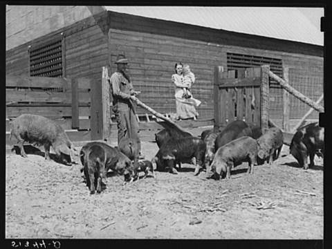 There's Something Special About These 13 Alabama Farms From The Past