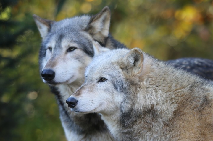 Dances with Wolves -filmed in South Dakota