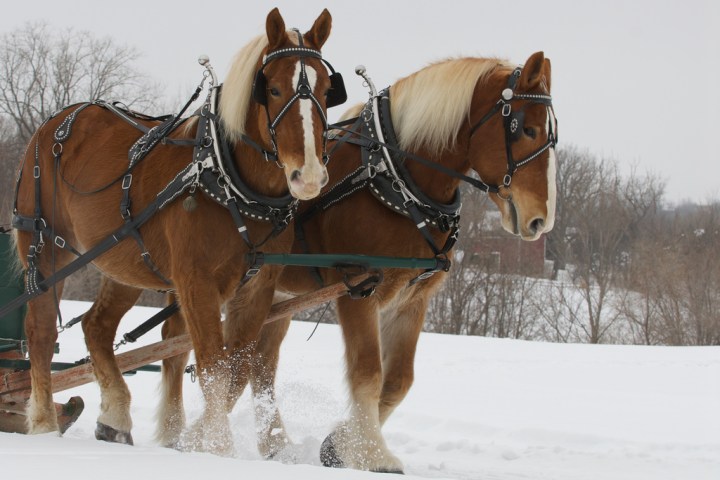 Horses - Crazy laws in South Dakota