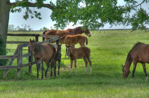 Everything You'll Ever Need To Know About Kentucky From A To Z