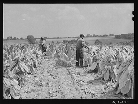 There's Something Special About These 18 Kentucky Farms From The Past