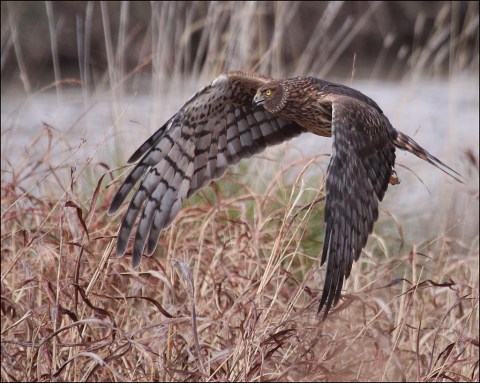 15 Photos Of Wildlife In New Mexico That Will Drop Your Jaw