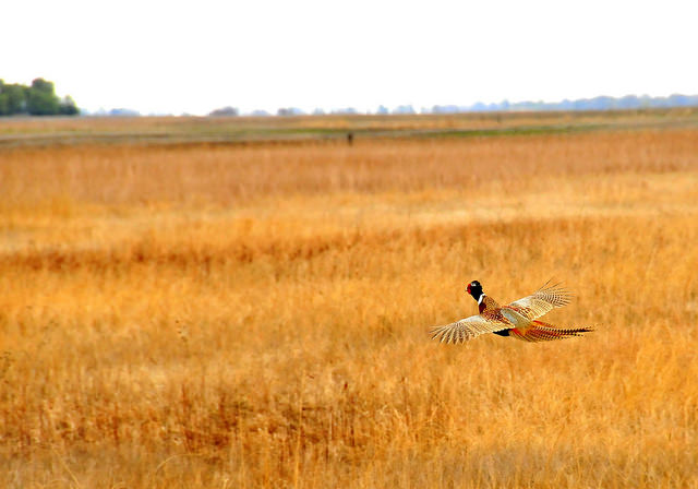 Sand Lake Wildlife Refuge