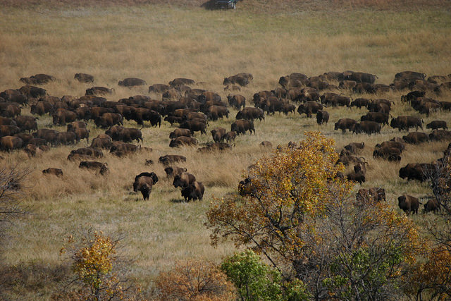 Buffalo Roundup