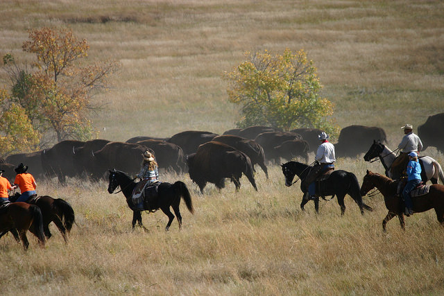 Buffalo Roundup