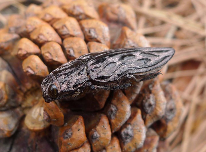 Pine Beetle - Bugs Found In South Dakota