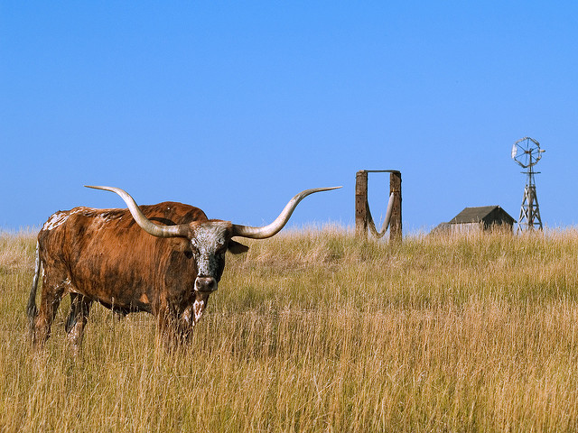 wildlife in south dakota