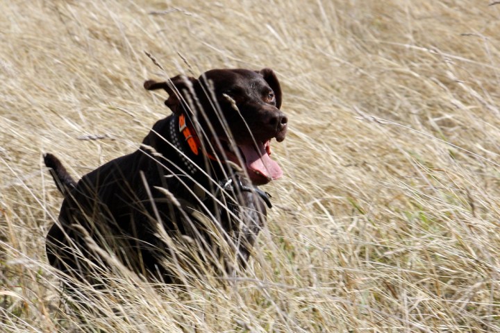 They are endlessly loyal. - People From South Dakota