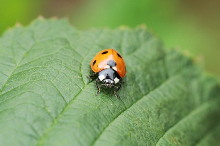 Asian Lady Beetle - Bugs Found In South Dakota