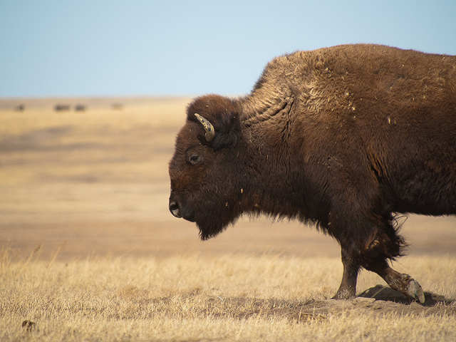 Bison in South Dakota