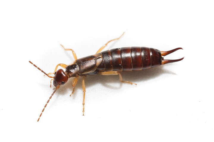 earwig - Bugs Found In South Dakota