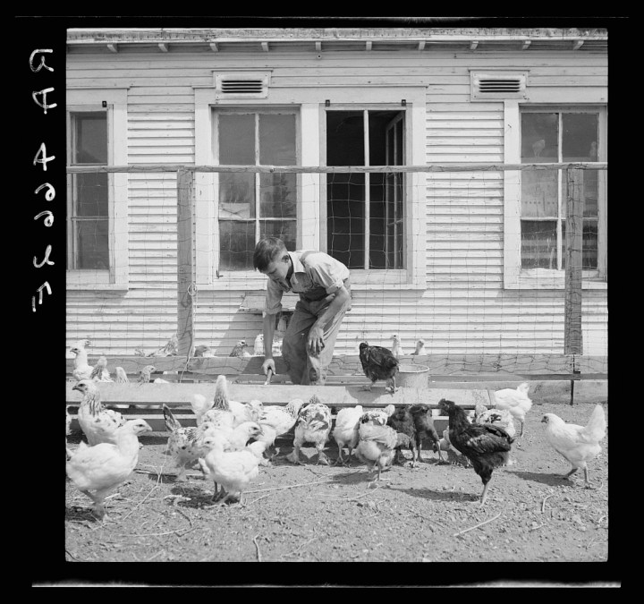 Chickens being fed mash by a young boy.