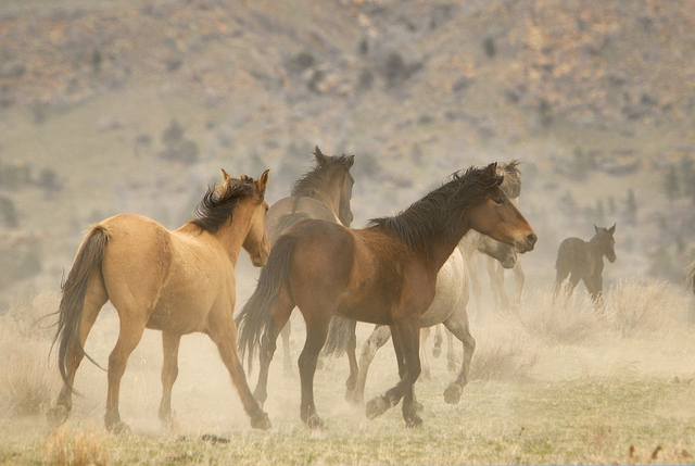 Stallions running