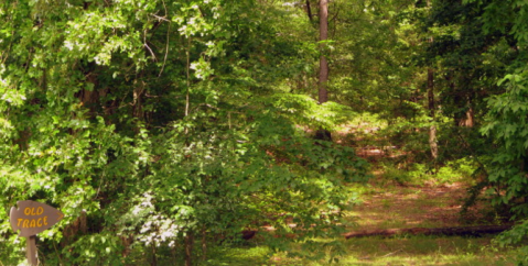 11 Fascinating Things You Probably Didn't Know About Mississippi's Natchez Trace