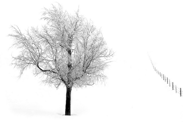 Cold, frozen tree