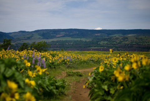 12 Amazing Trails That Every Oregonian Must Hike This Spring