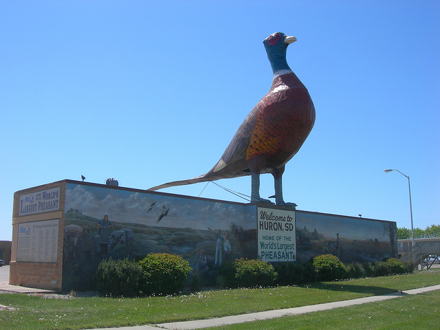 World's Largest Pheasant