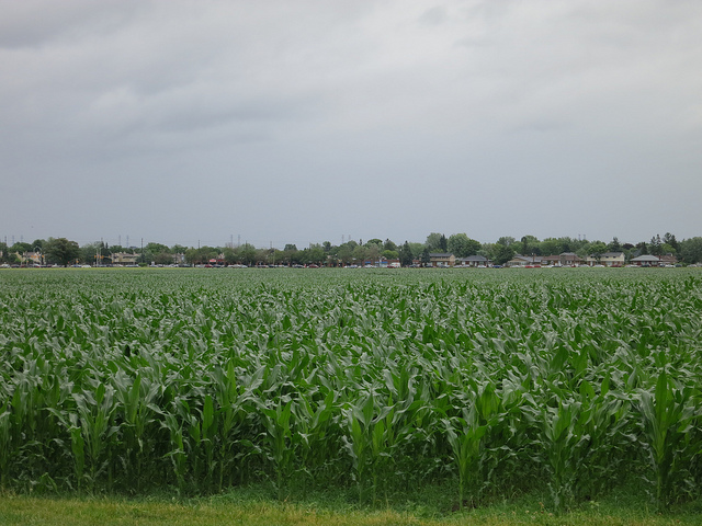 corn field