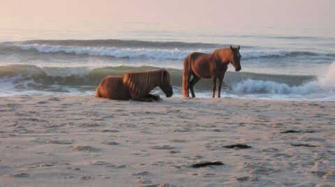 11 Gorgeous Beaches in Maryland You Have To Check Out This Summer