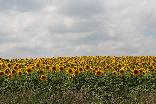 Sunflower field