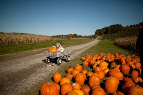 These 14 Charming Farms In Massachusetts Will Make You Love The Country