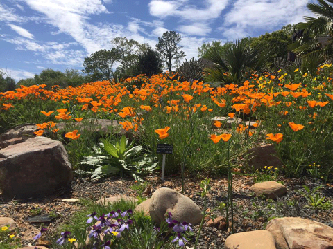 13 Amazing Hidden Gardens To Visit In South Carolina This Spring