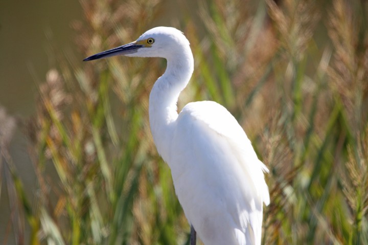 Snowy Egret at Bombay Hook National Wildlife Refuge