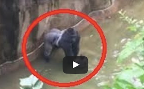 What Was Caught On Film At An Ohio Zoo Will Stop Your Heart