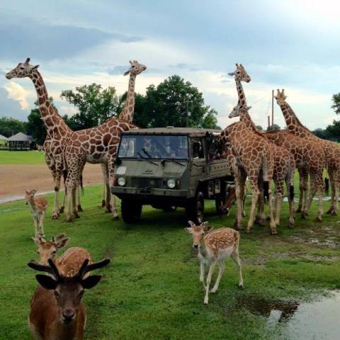 Get Up Close With Animals At Louisiana Global Wildlife Center