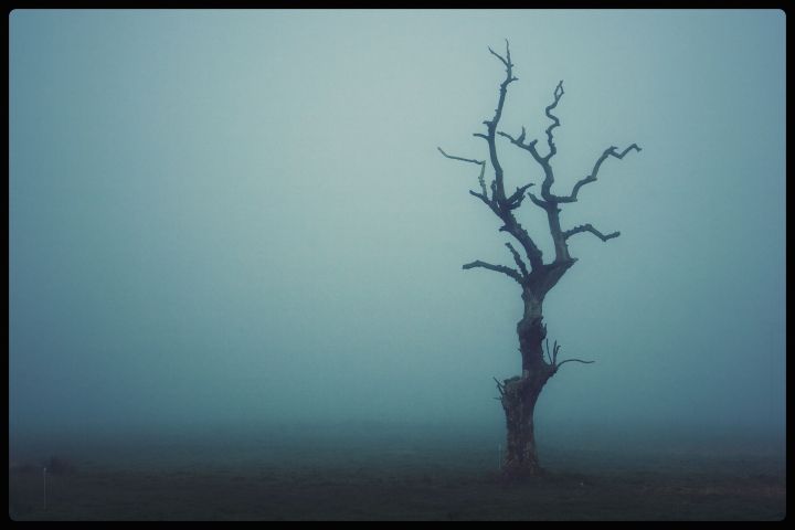 lonely tree in fog