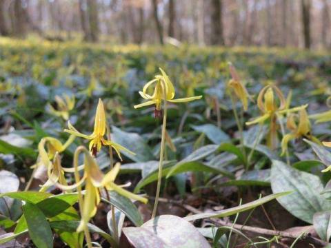 This Little Known Nature Preserve In Georgia Is The Perfect Place To Get Away From It All