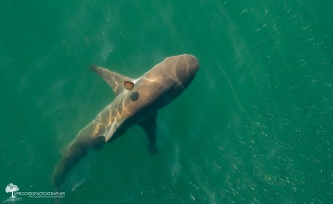 This Video Footage Will Make You Think Twice About Swimming In North Carolina