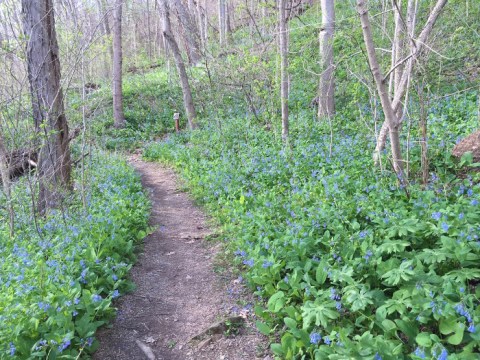 This Little Known Natural Oasis Is Hiding In West Virginia... And You're Going To Love It