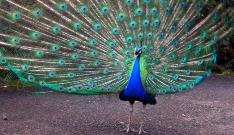 The Nation's Only Rainforest Zoo Is Hiding In Hawaii... And It's Incredible